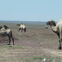  , , 60  -  21  2017    .