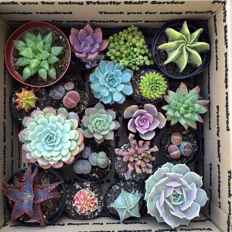 #@elehandmade.fairyblooms - 7