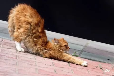   !!! )))