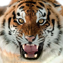 ���� ������, ��� - ��������� 17 �������� 2017