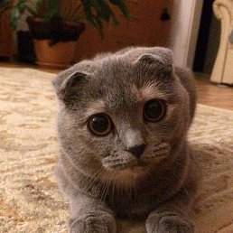 Dmitrij, �������