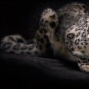  Dmitrii, , 54  -  1  2017    