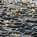 ���� ������, �����-��������� - ��������� 25 ������ 2017 � ������ ���� ����������