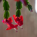  ,  -  15  2017       Ż