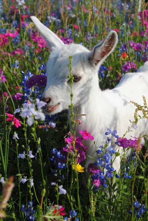 ������ "���������"