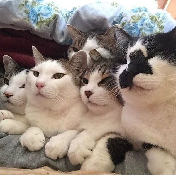 Один из отличительных признаков хороших фотокарточек: они напичканы котами - 2