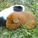 von meiner Tochter braune junge Meerschweinchen, habe ich 5 Jahre aufgepasst betreut hat mir viel liebe gegeben,danke danke fr Gott,,,,      ,         ,       