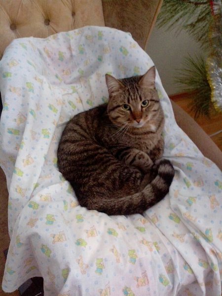 #Безкота_добро.Было-стало!Нашла на мусорнике 2 года назад...Отмыли, откормили...И вот такой кот ... - 4