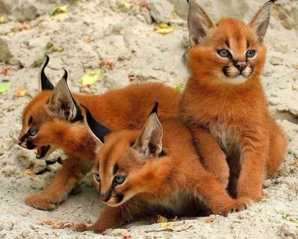 Котята каракала, их осталось в Туркменистане ~300