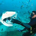 ���� �������, ������ - ��������� 20 ������� 2017 � ������ ���� ����������