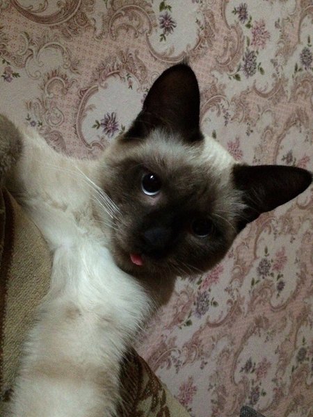 #Безкота_добро.А вот и наш найдёныш: Хавьер (Хавчик). Убежал сам от прежних хозяев, или его ... - 4