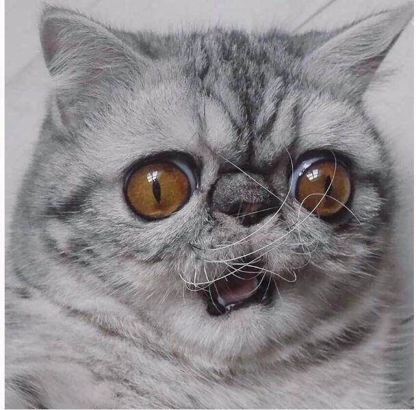 -        ,    . - 4