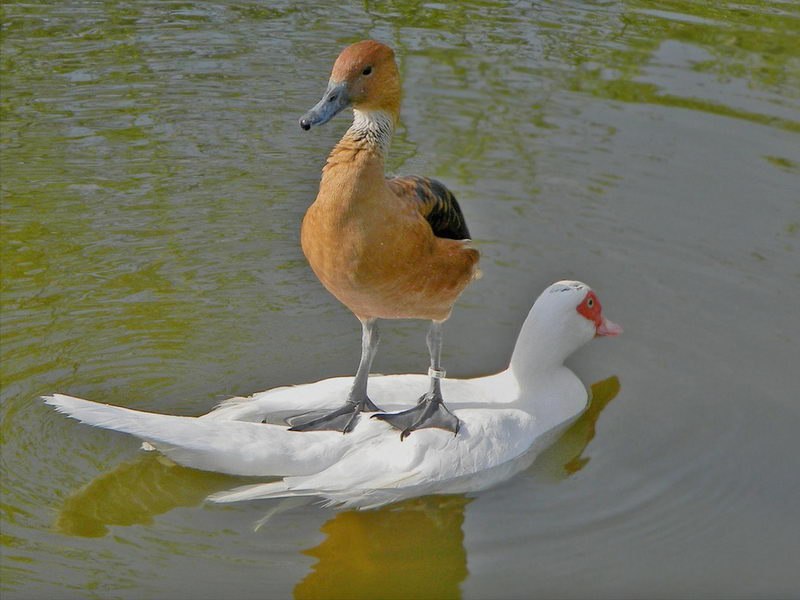      ,       ) - 39