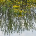  , , 36  -  3  2017    ( 2017)