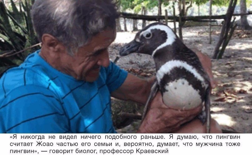 Пингвин проплывает 8,000 км каждый год, чтобы увидеть человека, который спас ему жизнь. - 3