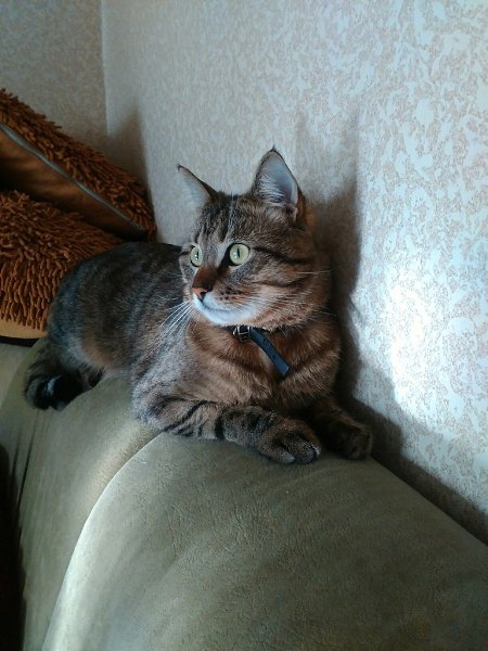 #Безкота_добро.Было-стало!Нашла на мусорнике 2 года назад...Отмыли, откормили...И вот такой кот ... - 3