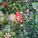 ���� ���������, �������, 44 ���� - ��������� 15 �������� 2017