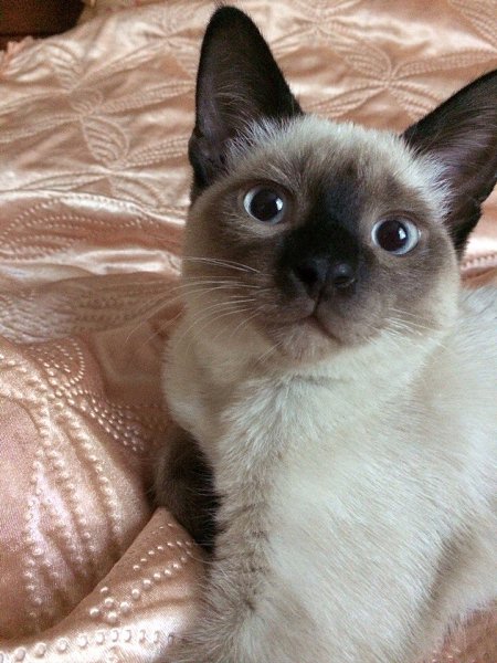 #Безкота_добро.А вот и наш найдёныш: Хавьер (Хавчик). Убежал сам от прежних хозяев, или его ... - 6