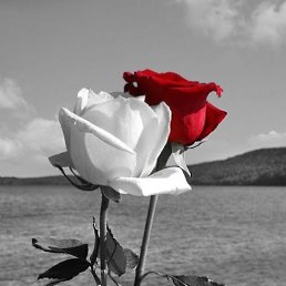 ����, �����, 35 ���