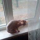 ���� ��������, ������, 38 ��� - ��������� 17 ������ 2017 � ������ ���� ����������