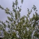 ���� ������ ���, �������� - ��������� 26 ���� 2017 � ������ ���� ����������