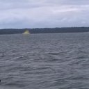 ���� Bear, ���������, 32 ���� - ��������� 10 ������� 2017