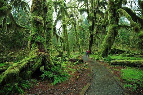 Hoh Rain Forest,   , 