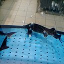 ���� �����, �������, 39 ��� - ��������� 1 ������� 2017 � ������ ������ ��������