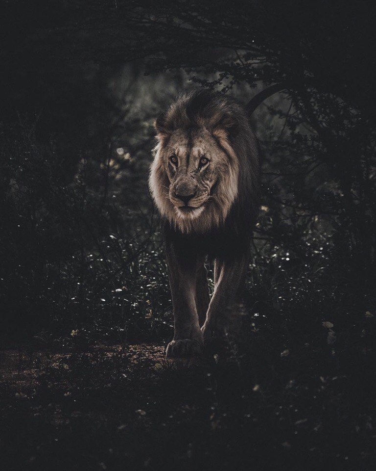 Africa - 2