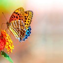 ���� ���������, ������, 44 ���� - ��������� 12 ������� 2017