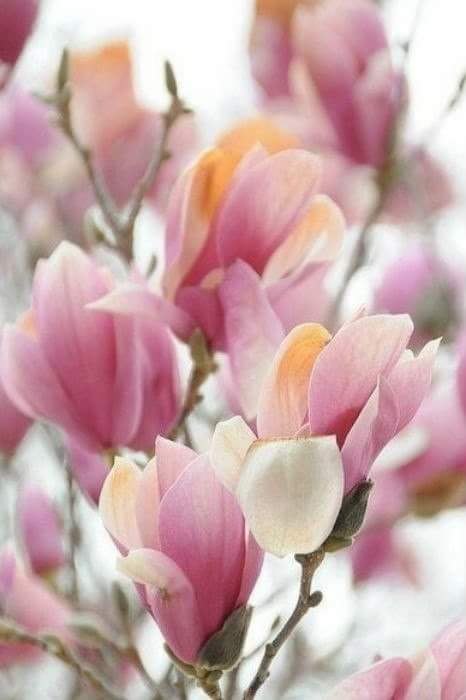 .      .............. -  - 2