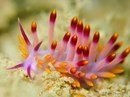 Морские слизни, доказывающие, что инопланетяне живут среди нас!!!! - 5
