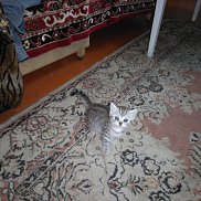 ������, 54 ����, ��������