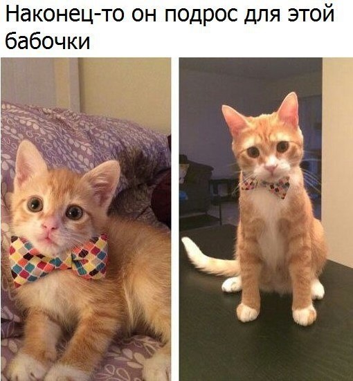  - 1  2017  03:31