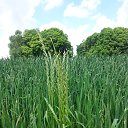 ���� Zoya Vavilova, ����������, 68 ��� - ��������� 4 ���� 2017 � ������ ���� ����������