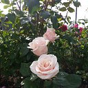 ���� �������, ������� - ��������� 25 ������� 2017 � ������ ������ ��������