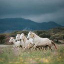 ���� ������, �����������, 75 ��� - ��������� 20 ���� 2017 � ������ ����Ȼ