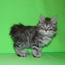 ���� E����, �����-���������, 57 ��� - ��������� 23 ���� 2017 � ������ ������ ��������