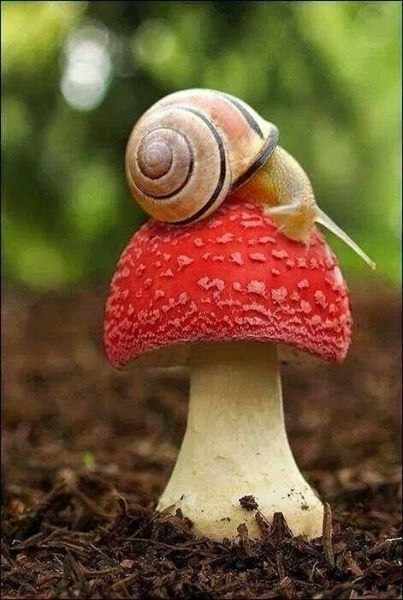 Мир — это книга, и те, кто не путешествуют, читали только одну ее страницу. Cвятой Августин