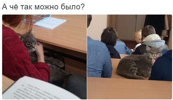 Что если бы котики ходили в школу