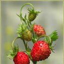 ���� �������, �����������, 61 ��� - ��������� 17 ���� 2017 � ������ ������ ��������