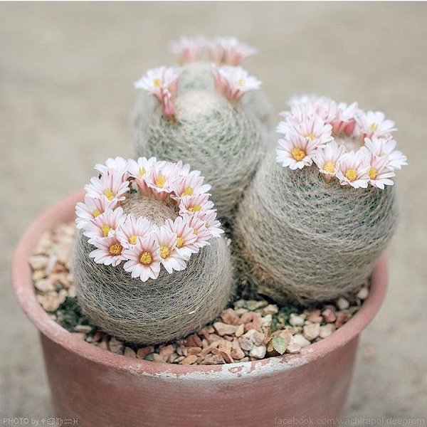 #@elehandmade.fairyblooms - 9