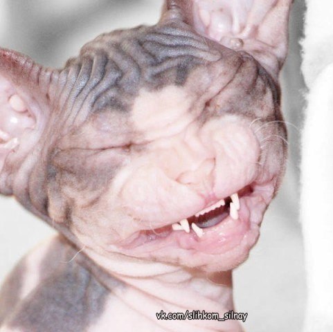 ,  !    !)))