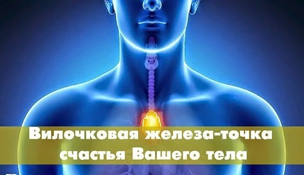 *ТОЧКА СЧАСТЬЯ!*.Вилочковая железа, которая находится в центре груди, еще называется