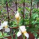 ���� ��������, ������� - ��������� 21 ��� 2017 � ������ ������..�