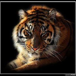 ����������, ������, 44 ����