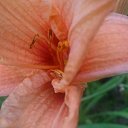 ���� Vladimir, �����-���������, 44 ���� - ��������� 7 ���� 2017