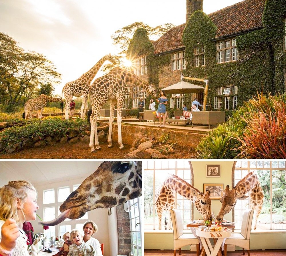 Giraffe Manor., 