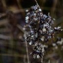 ���� ��������, ������������, 62 ���� - ��������� 4 ������ 2017 � ������ ������ ��������