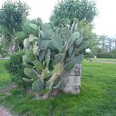  , -, 42  -  8  2017   , 2017 ()